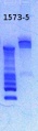 Thumbnail for version as of 15:35, 8 March 2013