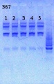 Thumbnail for version as of 11:49, 31 May 2013