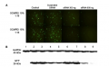 Thumbnail for version as of 22:07, 29 July 2014