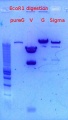 Thumbnail for version as of 16:22, 20 May 2011