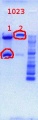 Thumbnail for version as of 12:04, 21 June 2012