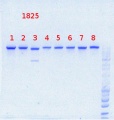 Thumbnail for version as of 15:25, 21 August 2013