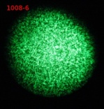 1008-6 transfection 1-21-2012.JPG