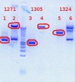 Thumbnail for version as of 13:33, 14 August 2012