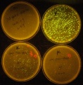 Thumbnail for version as of 12:39, 17 January 2014