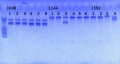 Thumbnail for version as of 15:23, 15 March 2013