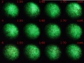 Thumbnail for version as of 11:47, 28 December 2011