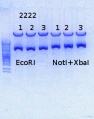 Thumbnail for version as of 11:11, 3 July 2014