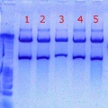 Thumbnail for version as of 16:26, 2 September 2011