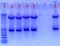 Thumbnail for version as of 15:27, 10 August 2011