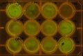 Thumbnail for version as of 10:05, 28 April 2011