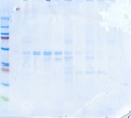 Thumbnail for version as of 11:10, 11 March 2011