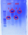Thumbnail for version as of 17:10, 14 November 2011