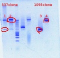 Thumbnail for version as of 15:39, 16 April 2012