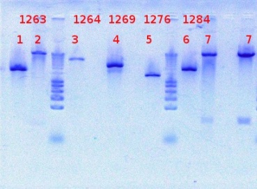 1263+1264+1269+1276+1284 clone 7-27-2012.JPG