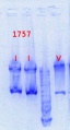 Thumbnail for version as of 15:43, 13 June 2013