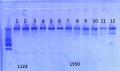 Thumbnail for version as of 12:15, 31 December 2012