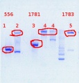 Thumbnail for version as of 10:22, 18 July 2013