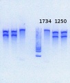 Thumbnail for version as of 13:26, 1 August 2013