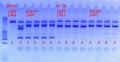 Thumbnail for version as of 11:55, 12 December 2012