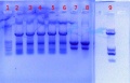 Thumbnail for version as of 16:10, 8 August 2011