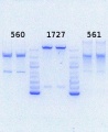 Thumbnail for version as of 10:36, 20 August 2013