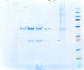 Thumbnail for version as of 11:26, 22 February 2011