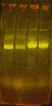 Thumbnail for version as of 14:46, 11 July 2014
