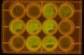Thumbnail for version as of 13:47, 29 January 2011