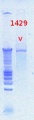 Thumbnail for version as of 11:49, 19 October 2012