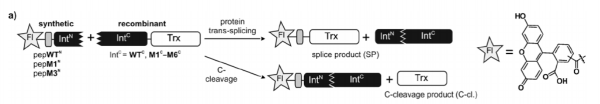 N-labeling split intein.png