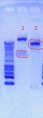 Thumbnail for version as of 12:43, 2 January 2013