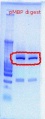 Thumbnail for version as of 13:42, 18 October 2011