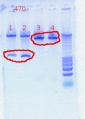 Thumbnail for version as of 16:47, 21 October 2011