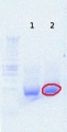 Thumbnail for version as of 15:37, 17 August 2012