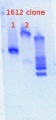 Thumbnail for version as of 16:12, 25 January 2013