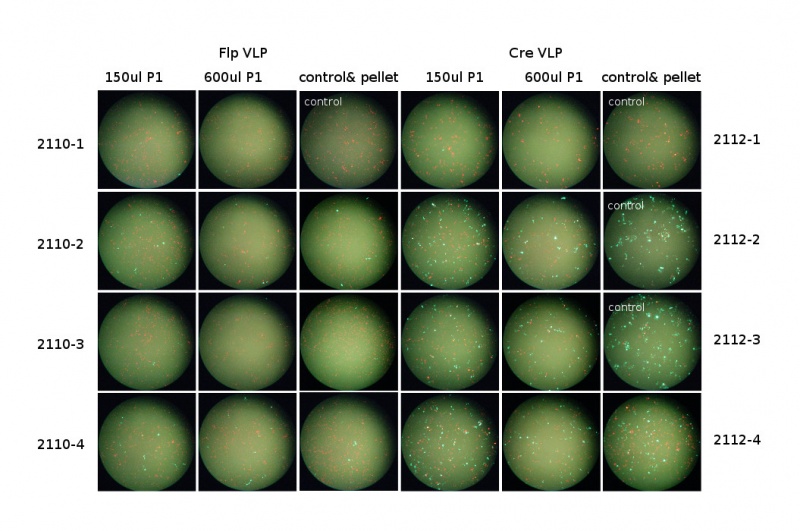 File:20140829baculovirus Vlp QC.JPG