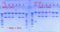 Thumbnail for version as of 17:36, 11 August 2012