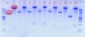 Thumbnail for version as of 16:52, 21 August 2012