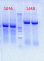 Thumbnail for version as of 14:29, 20 November 2012