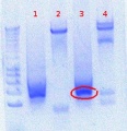Thumbnail for version as of 14:38, 1 August 2012