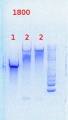 Thumbnail for version as of 09:13, 26 July 2013