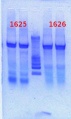 Thumbnail for version as of 12:47, 29 January 2013