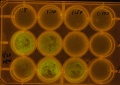 Thumbnail for version as of 18:45, 23 March 2011