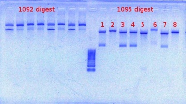 1092+1095 digest detect 4-19-2012.JPG