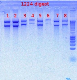 1224 digest detect 7-19-2012.JPG