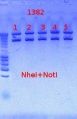 Thumbnail for version as of 13:59, 10 October 2012