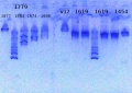Thumbnail for version as of 11:29, 3 July 2013