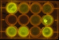 Thumbnail for version as of 10:58, 28 April 2011