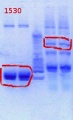 Thumbnail for version as of 15:36, 30 January 2013
